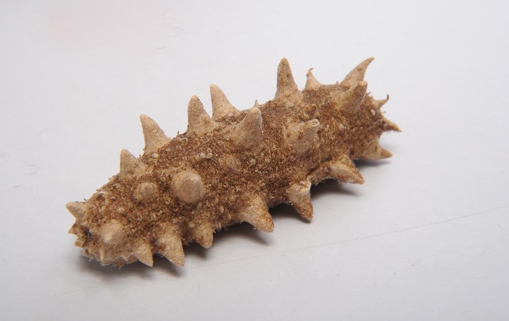 ���ɺ���